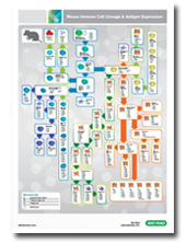 Mouse Immune Cell Lineage & Antigen Expression Poster