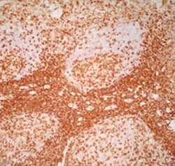 Immunoperoxidase staining of a human tonsil cryosection with mouse anti-human CD4 antibody, clone RPA-T4 (MCA1267) followed by visualisation using the Histar Detection System (STAR3000)