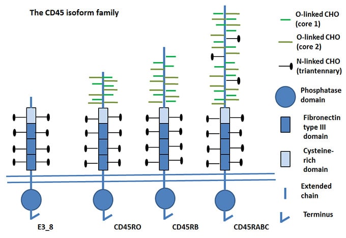Fig.2. CD45 Isoforms