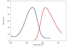 Excitation and Emission Spectra. Excitation and Emission Spectra of PI. Maximal excitation is 538nm (blue) and maximal emission is 617nm (red).