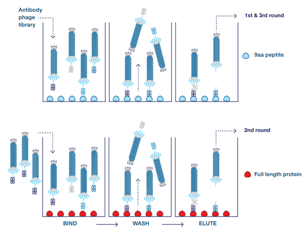 Fig. 2. Guided selection with alternating antigens.