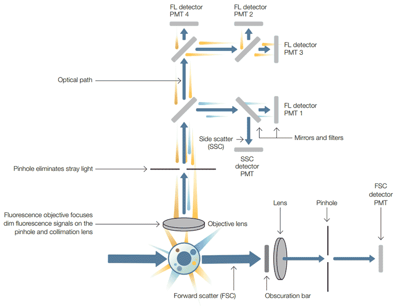 Schematic overview of a typical flow cytometer setup.