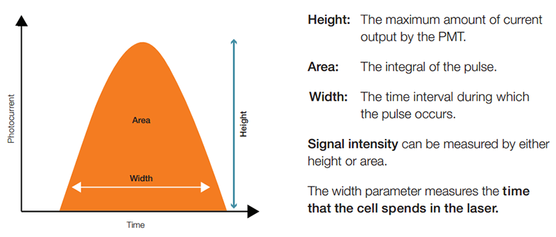 Quantifying the pulse by measuring its height, area, and width