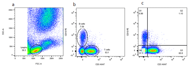 Figure 3. Two-parameter (dual color fluorescence) density plot. Red cell lysed whole blood was stained with CD3 (MCA463A647) and CD19 (MCA1940PE). The lymphocytes were determined by the forward and side scatter profile (a) and the B and T cell percentages were determined using different gating methods (b) and (c).