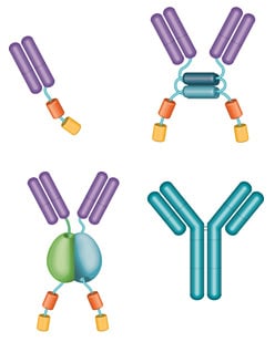 How to obtain more of your custom HuCAL antibody