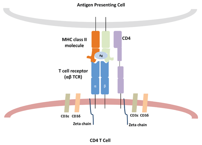 Fig. 1. Diagram of TCR engagement with the peptide antigen MHC complex using the CD4 T cell as an example.