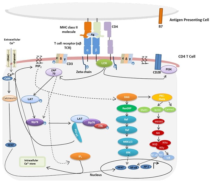 Fig. 3. Overview of TCR signaling.