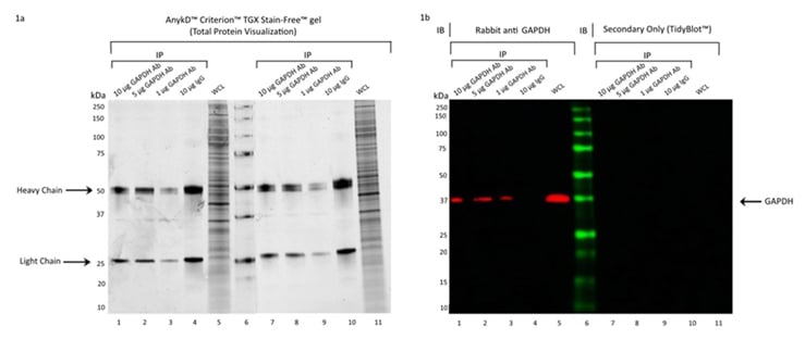 Example of an IP experiment using TidyBlot as the western blot detection reagent