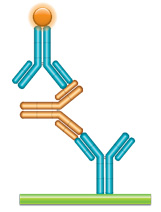 Schematic image of PK bridging ELISA with inhibitory (capture) and non-inhibitory (detection) antibodies. Anti-idiotypic capture antibody, Ig format (blue), monoclonal antibody drug (gold), anti-idiotypic detection antibody, Ig format, labeled with HRP.