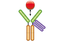Anti-etanercept fusion-specific antibody