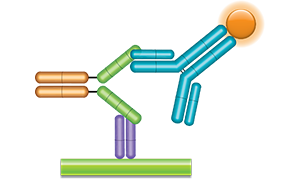 Schematic image of PK Bridging ELISA. Capture antibody, Fab format (purple), fusion protein drug (gold-green), detection antibody, Ig format (blue), labeled with HRP