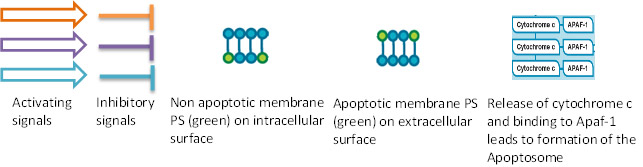 Fig.1. Mid phase of apoptosis. 