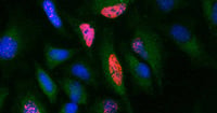 HeLa cells were treated with 10 µg BrdU for 1 hour and stained with mouse anti-BrdU antibody, clone Bu20a (MCA2483) at a dilution of 1/25.