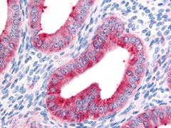 Fig. 1. Staining of formalin fixed, paraffin embedded human uterus with Rabbit Anti-Human FAP Alpha (AHP1322).
