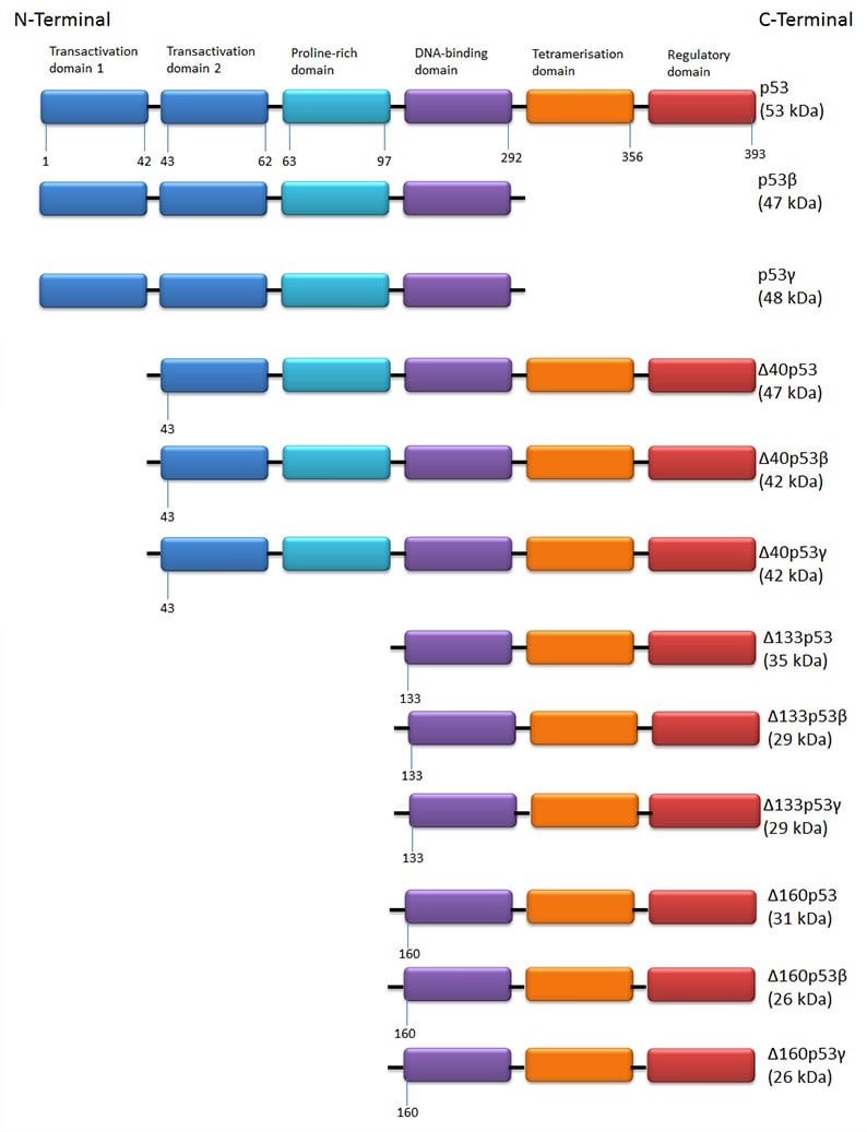 Fig. 2. The 12 isoforms of p53