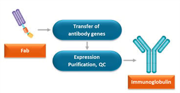 Conversion of HuCAL Fab antibody to full length immunoglobulin