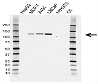 Fig. 3. Western blot analysis of whole cell lysates probed with CD324 (E-Cadherin) Antibody. 