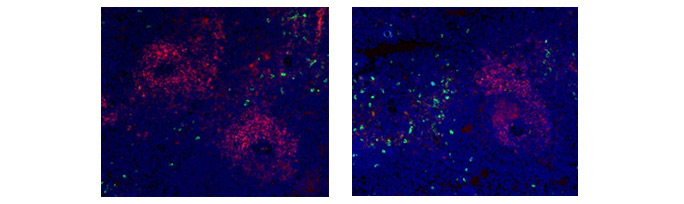 Fig. 4. Immunofluorescence analysis of rat marker CD11b and CD4