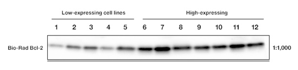 Fig. 6. Graph shows the signal detected from western blot using different high sensitivity ECL substrates.