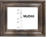 MyD88