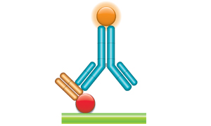  Schematic image of PK antigen capture ELISA with Type 2 antibody