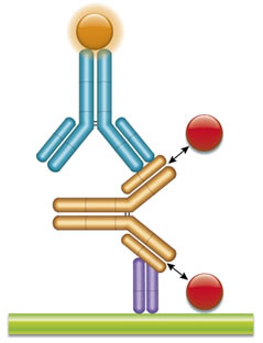 Schematic image of PK bridging ELISA detecting total drug. Anti-idiotypic capture antibody, Fab format (purple), monoclonal antibody drug (gold), anti-idiotypic detection antibody, Ig format (blue), labeled with HRP.