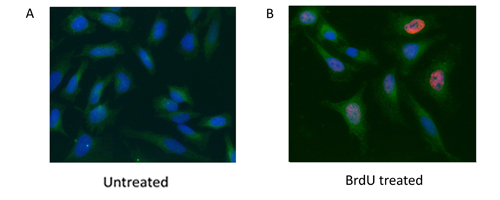 Fig. 2. HeLa cells were treated with 10 μg BrdU for 1 hr (B) or left untreated (A)