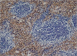 IHC -  Mouse spleen cryosection stained with Rat Anti-Mouse F4/80 Antibody, clone Cl:A3-1 (MCA497G) 