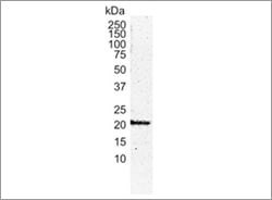 Western Blotting - Western blot analysis of HEK293 embryonic kidney cell line whole cell lysate probed with Mouse Anti- Human H-Ras Antibody (MCA2884)