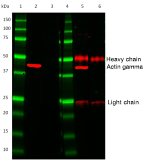 Fig. 2. Comparison of HRP conjugated TidyBlot Western Blot Detection Reagent (lanes 2 & 3) to a standard anti-mouse IgG (H/L) secondary antibody (lanes 5 & 6). 