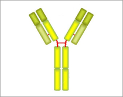 IgD Antibody