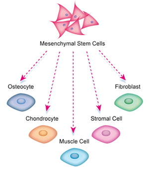 Mesenchymal Stem Cell Markers and Antibodies