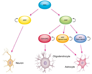 difference between neural stem cells and neural progenitor cells