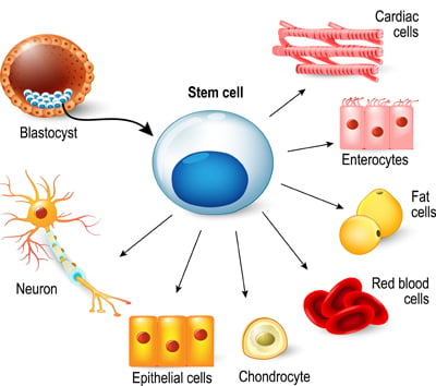 Pluripotent stem cells