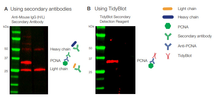 Detect Your Protein of Interest Without Interference from IgG Chains