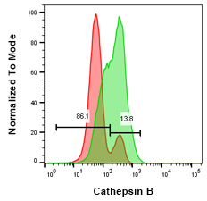 Fig. 2 Cathepsin B staining in Jurkat T cells after inhibitor treatment. 