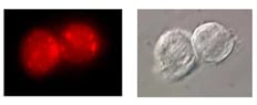Fig. 1. Intracellular cathepsin K activity detected in THP-1 cells using Magic Red Cathepsin K Kit (ICT939).   