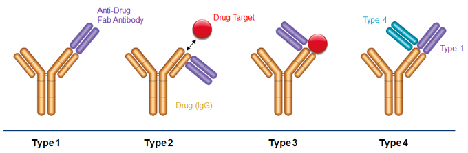 Fig. 1. Binding modes of anti-biotherapeutic antibodies. 