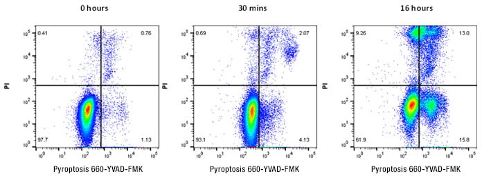 Fig. 2. Detection of pyroptosis in Jurkat cells. 