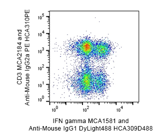 Intracellular staining using fluorescently conjugated secondary antibodies.