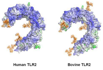 Harnessing & Directing the Bovine Innate Immune System: Importance of TLRs