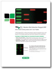 TidyBlot Western Blot Detection Reagent:HRP