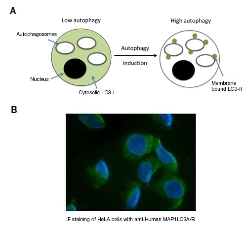 Fig. 1. Autophagy overview. The five main stages in the autophagy process.