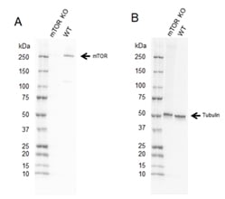 Fig. 2. Western blot analysis of mTOR CRISPR knockout HEK293 (mTOR KO) and wild type HEK293 (WT) whole cell lysates.