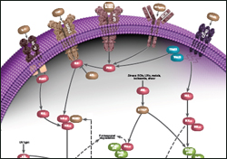 View the NF-κB Signaling Poster