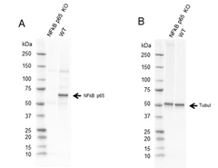 Fig. 2. Western blot analysis of NF-κB p65 CRISPR knockout HeLa (NF-κB p65 KO) and wild type HeLa (WT) whole cell lysates probed with A, Sheep Anti-NF-κB p65 Antibody VPA00015  followed by detection with HRP Conjugated Rabbit Anti-Sheep IgG (H/L) (1/10,000, 5184-2504) and B, hFAB Rhodamine Anti-Tubulin Primary Antibody (12004166) and visualized on the ChemiDoc MP Imager with A, 27 sec and B, 30 sec exposure.
