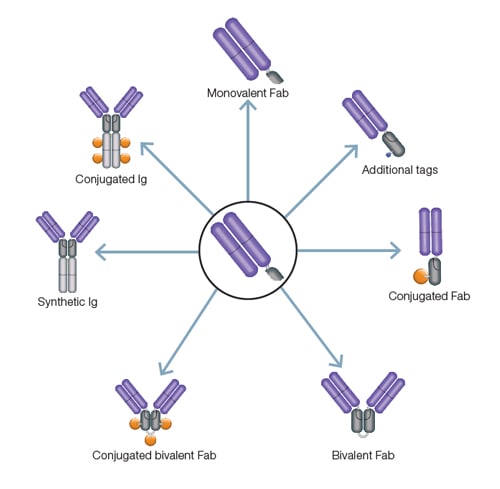 TrailBlazer Antibodies | Bio-Rad