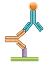 Schematic image of PK bridging ELISA. Anti-idiotypic capture antibody, Fab format (purple), monoclonal antibody drug (gold), anti-idiotypic detection antibody, Ig format (blue), labeled with HRP.