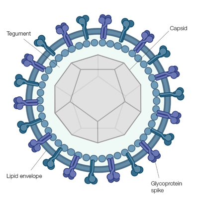 Fig. 1. Schematic representation of the herpesvirus virion seen through a cross section of the envelope with the spikes projecting from its surface. The icosahedral shaped capsid is shown and the relative position of the tegument is indicated.