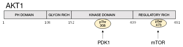 Fig. 1. Structure of AKT1. Position of pThr308 and pSer473 are indicated (Manning and Toker 2017, Kitagishi et al. 2012). 